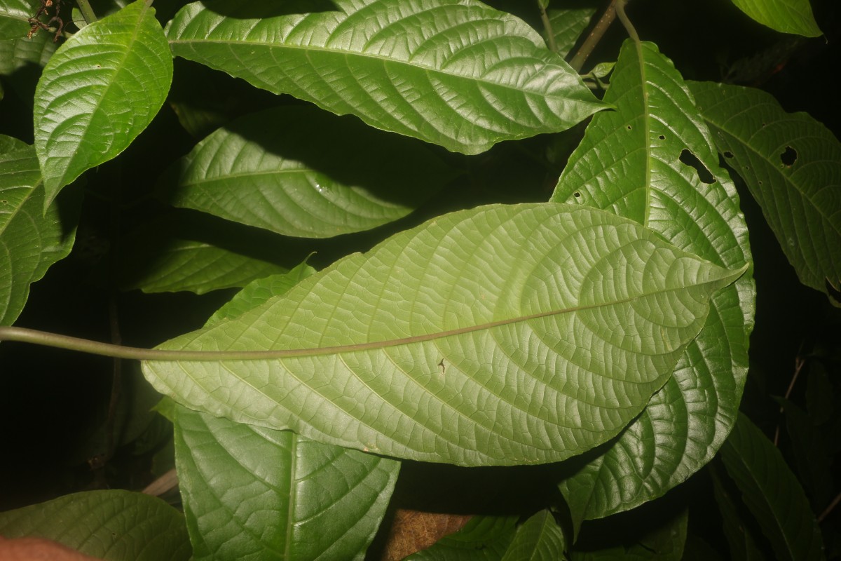 Pachystachys coccinea (Aubl.) Nees